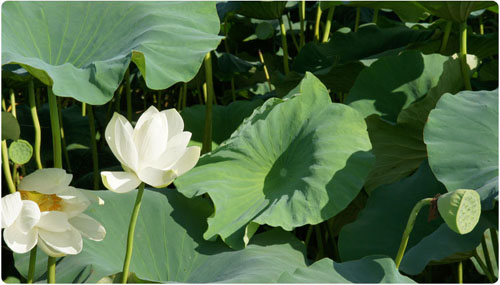 경안천 생태습지공원에 연꽃이 활짝 피어있다.