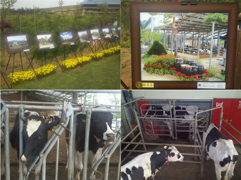 음악회에는 아름다운 농장 사진전 전시와 시상도 함께 이뤄졌다. 또한 음악회를 통해 일반에 공개된 10만㎡의 목장은 깨끗한 환경과 첨단 설비를 갖추고 있어 관람객들에게 위생에 대한 신뢰를 주기 충분했다.