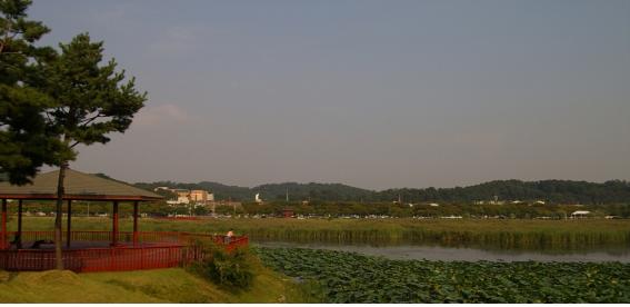연꽃 등 수생 식물이 가득한 화랑유원지.
