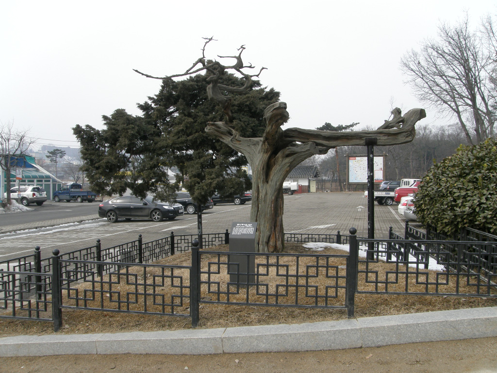 융건릉을 140 년 동안 지켜온 향나무