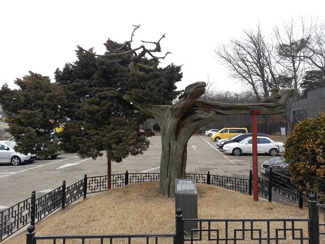 수령 140년(2008년 기준) 향나무