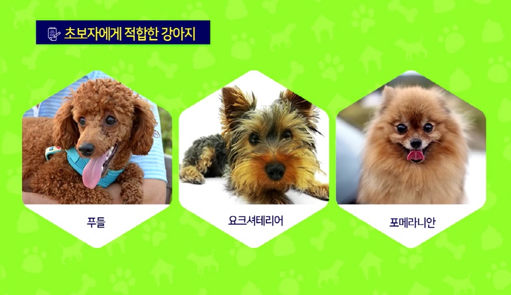 이웅종 교수가 초보 반려동물인이 함께하면 좋을 반려견들의 종류를 알려주고 있다. 강좌 화면 캡처.