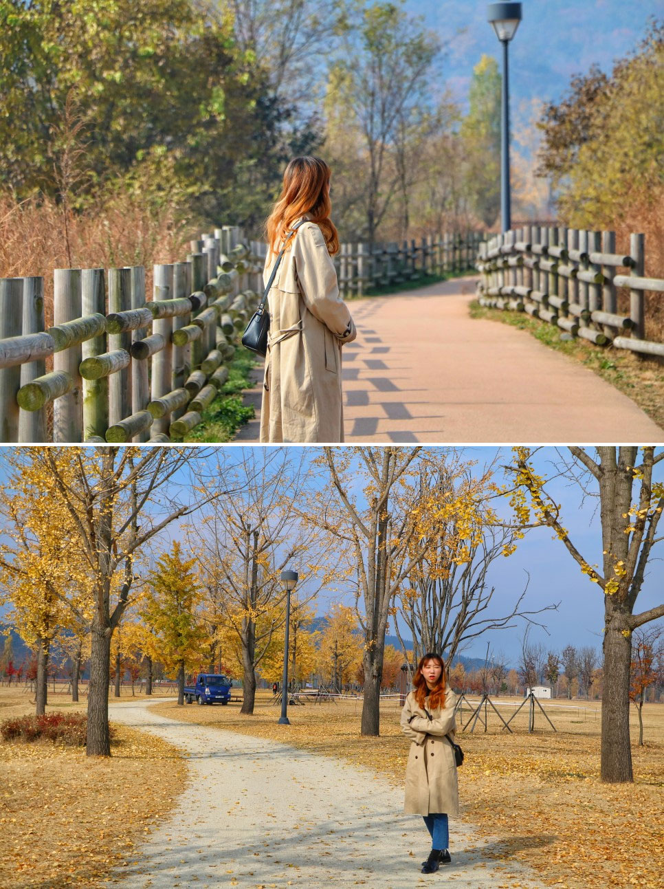 홍천 은행나무숲 안녕 여주 강천섬 은행나무길