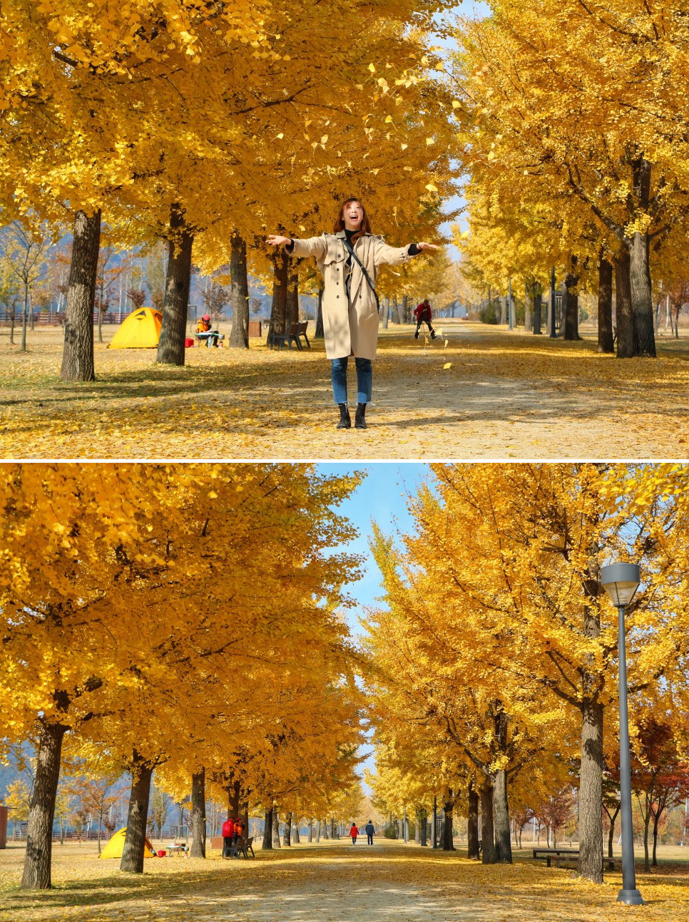 홍천 은행나무숲 안녕 여주 강천섬 은행나무길