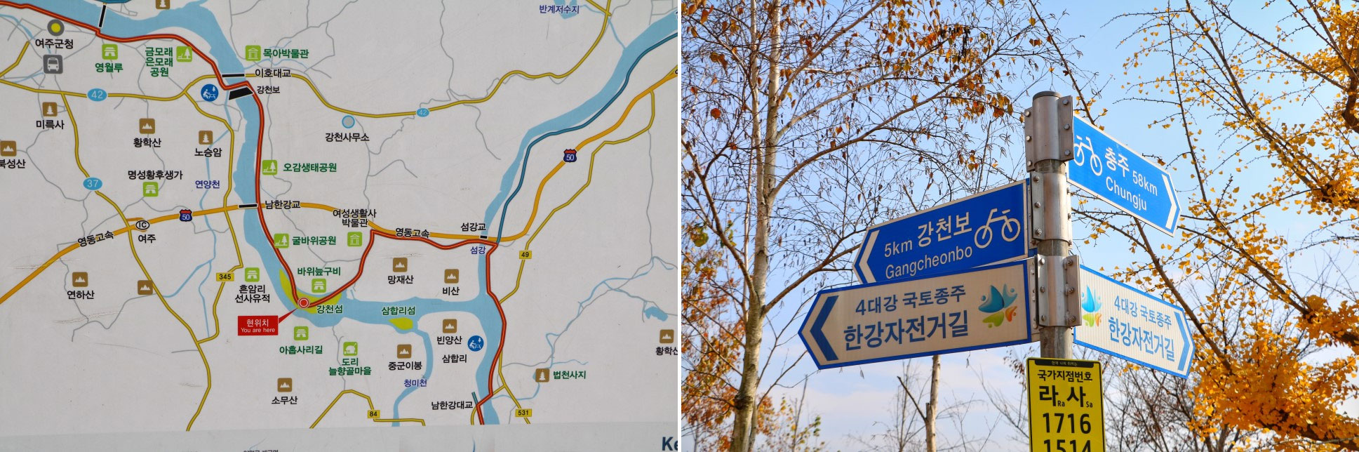홍천 은행나무숲 안녕 여주 강천섬 은행나무길