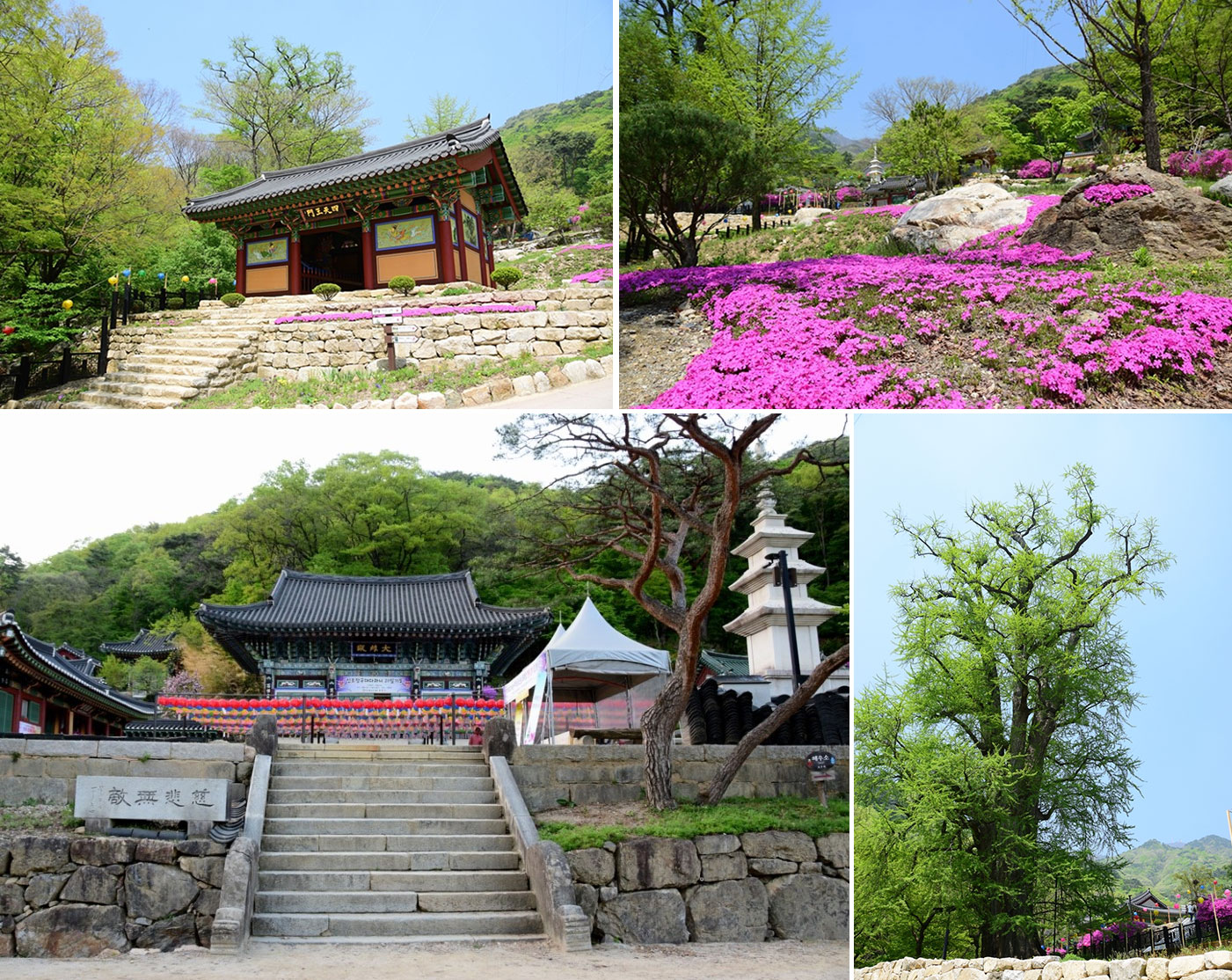 등산하기 딱 좋은 계절! 경기도 양평 용문사 은행나무로 유명한 `용문산` 정상 산행