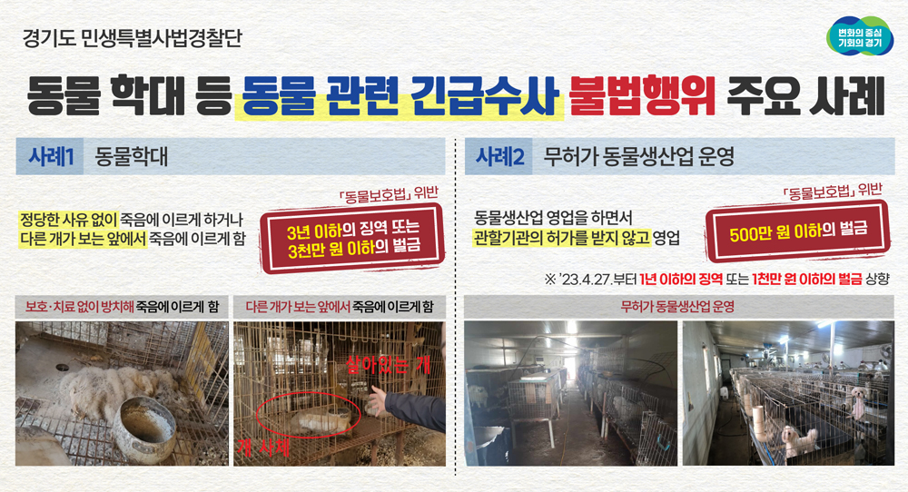 최근 경기도 민생특별사법경찰단은 사육하는 개를 마땅한 보호·치료 없이 방치해 죽게 하거나 허가받지 않고 개를 번식시켜 판매하는 등 동물보호법을 위반한 3곳을 적발했다.