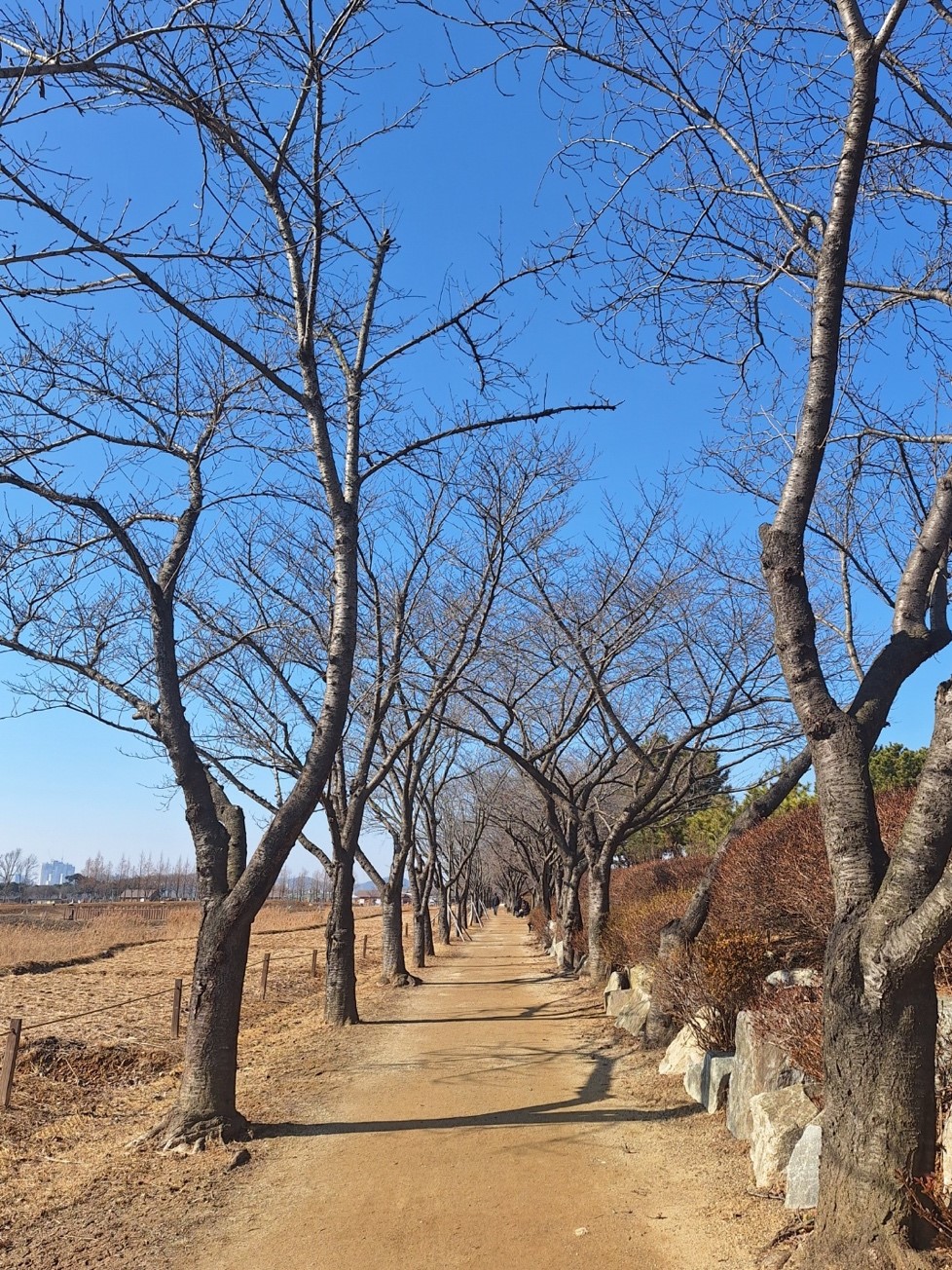 시흥갯골생태공원 안에 자리잡은 벚꽃 터널 