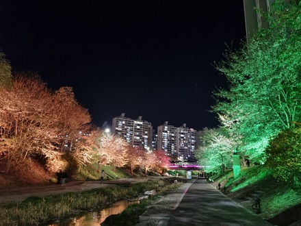 [포토뉴스] 야경이 아름다운 호만천 벚꽃 버스킹 