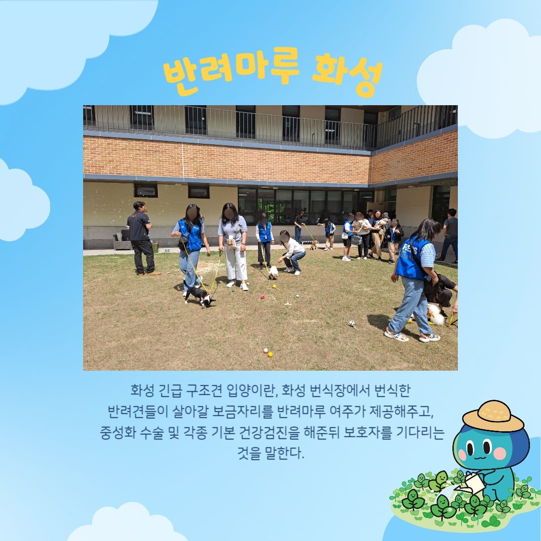 화성 긴급 구조견 입양이란, 화성 번식장에서 번식한 반려견들이 살아갈 보금자리를 반려마루 여주가 제공해주고, 중성화 수술 및 각종 기본 건강검진을 해준 뒤 보호자를 기다리는 것을 말한다.