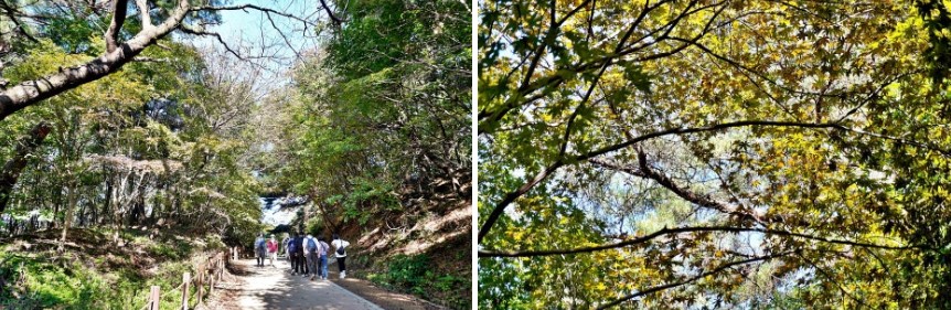 남한산성 장수의길(좌), 장수의 길 단풍(우)
