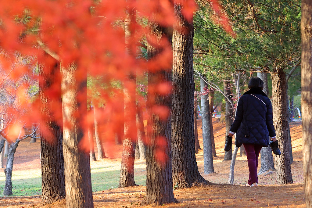 성남 율동공원은 1999년 분당 신시가지에 조성된 대형 근린공원으로, 81만 평이라는 넓은 면적과 물을 이용한 자연 호수 공원이다. ⓒ경기뉴스광장 허선량