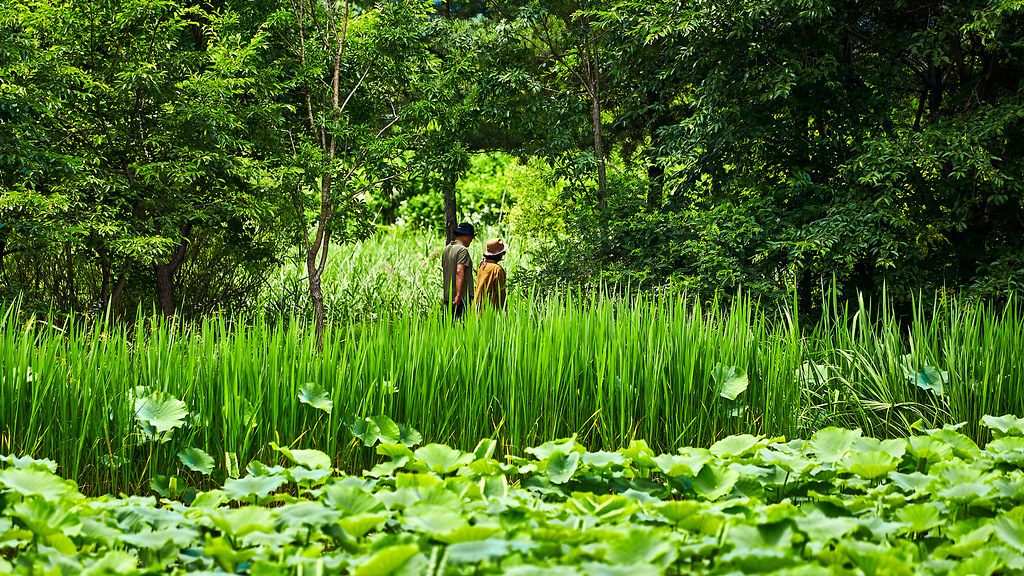 경안천습지생태공원은 1973년 팔당댐이 건설되면서 일대 농지와 저지대가 물에 잠긴 이후 자연적으로 습지로 변한 독특한 곳이다.ⓒ경기뉴스광장 김지호