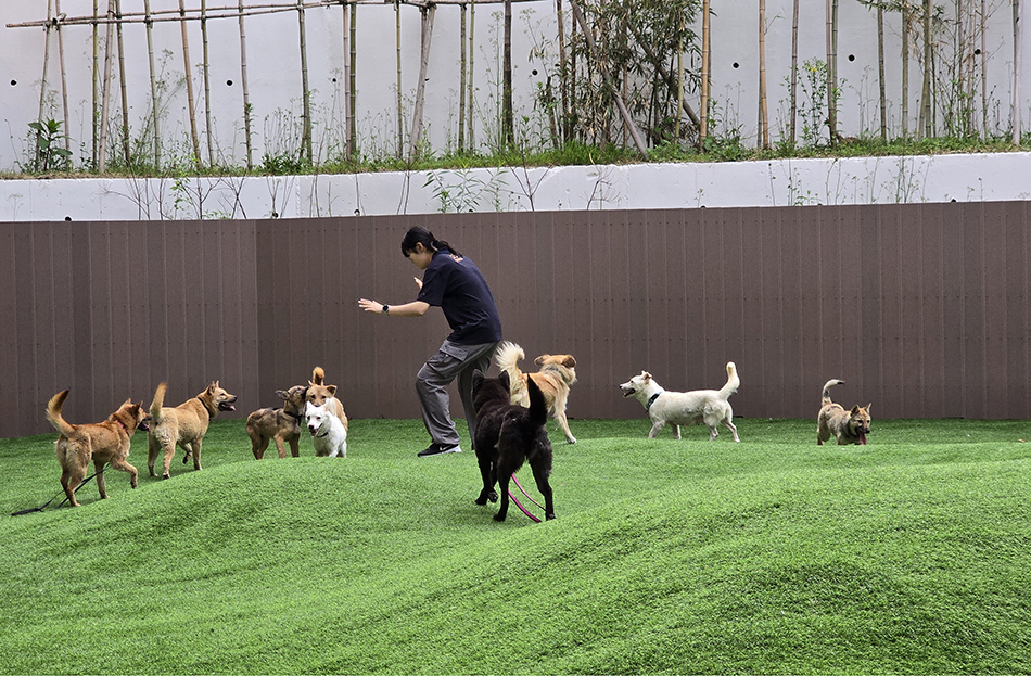 경기도 반려마루 여주 직원이 산불구조견들의 운동 및 사회화 활동을 하고 있다. ⓒ 경기도청