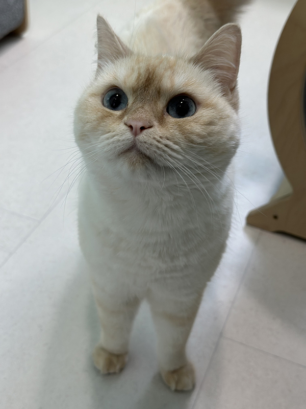 반려마루 화성 고양이입양센터를 통해 입양된 100번째 유기묘 ‘뿌뿌’의 모습. ⓒ 경기도청