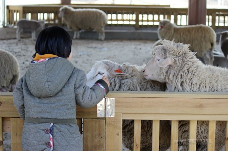 안성팜랜드는 국내 최대 체험형 놀이목장이다. ⓒ경기관광공사