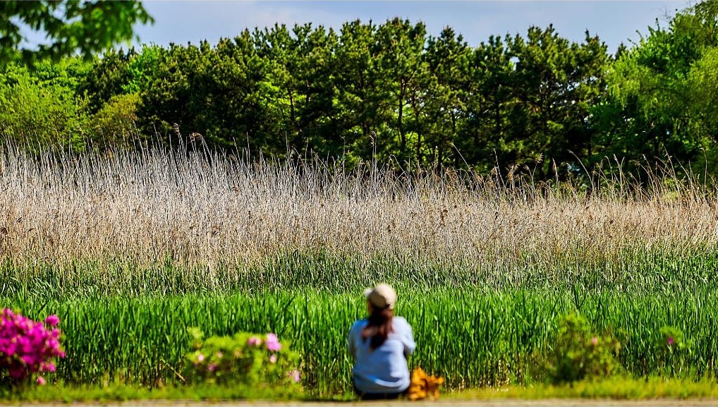 안산갈대습지는 시화호의 수질 개선을 위해 조성된 국내 최초의 대규모 인공습지이다. ⓒ경기뉴스광장 김지호