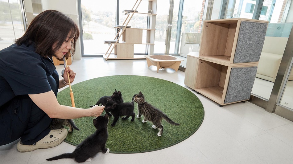 황규연 실무관이 고양이 입양센터에서 어린 고양이들을 돌보고 있다. ⓒ 경기뉴스광장 김지호