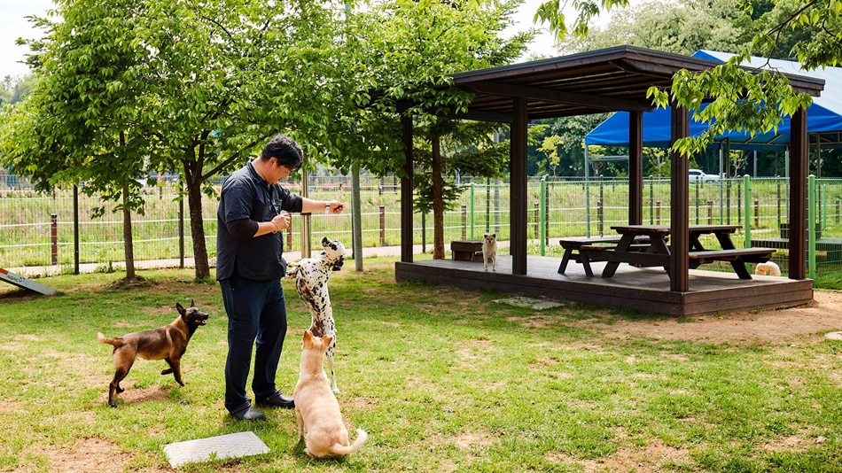 김두열 실무관이 강아지 입양센터에서 성견들을 교육하고 있다. ⓒ 경기뉴스광장 김지호