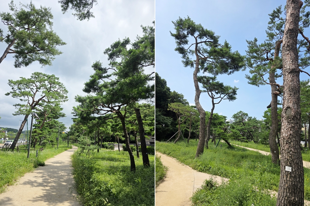 고고하고 멋진 자태를 보이는 노송 ⓒ 이재형 기자