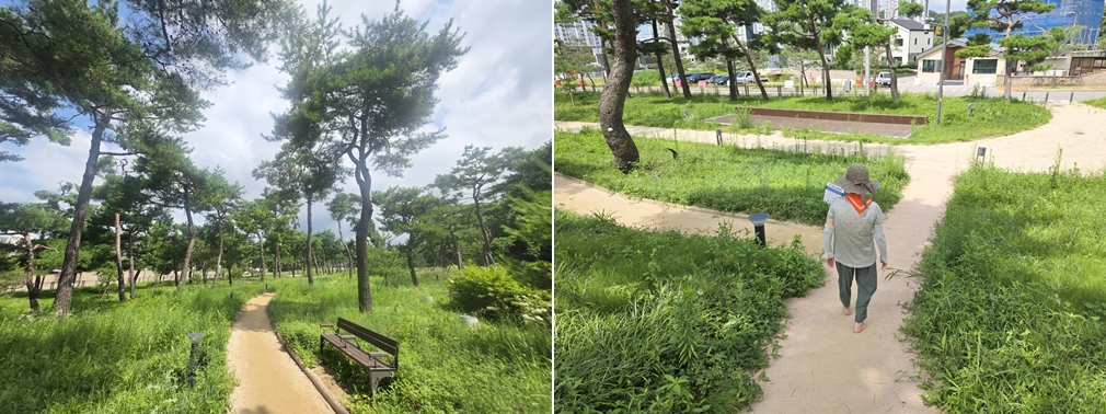 노송지대 내에 있는 건식 황톳길 ⓒ 이재형 기자