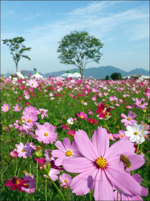 가을바람 살랑살랑 코스모스 한들한들 : : 경기도뉴스포털 가을바람 살랑살랑 코스모스 한들한들