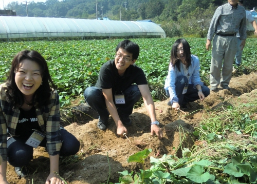 여주 사슴마을 체험투어에서는 고구마를 직접 캘 수 있다. 사진은 고구마 캐기 체험중인 참가자들.