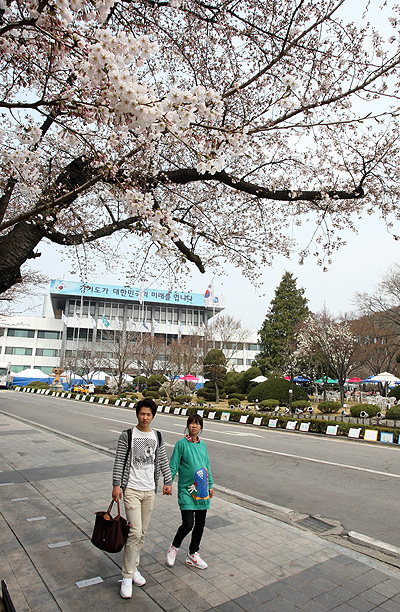 경기도는 오는 20일부터 22일까지 도청사 일원에서 도민과 함께하는 2012년 벚꽃맞이 도청개방 행사를 연다. 지난해 벚꽃맞이 행사를 찾은 한 연인이 도청 앞길을 걷고 있다.