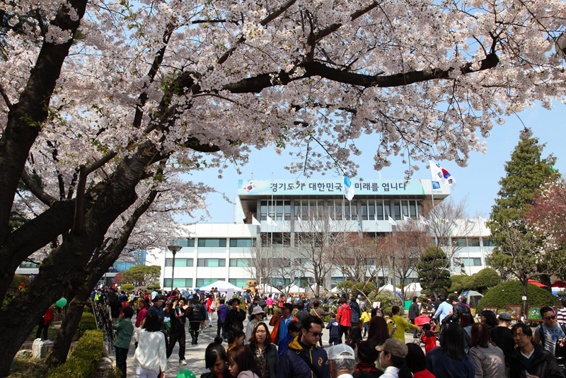 수원 경기도청에서는 해마다 ‘경기도민 한마음 벚꽃축제’가 열려 도청 정문 주위와 우회도로를 따라 도청 후문에 이르는 팔달산로에서 화사한 벚꽃을 감상할 수 있다.