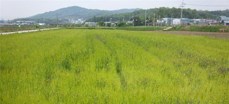 경기도, 녹비작물 재배로 친환경농업 기반 다져 이미지