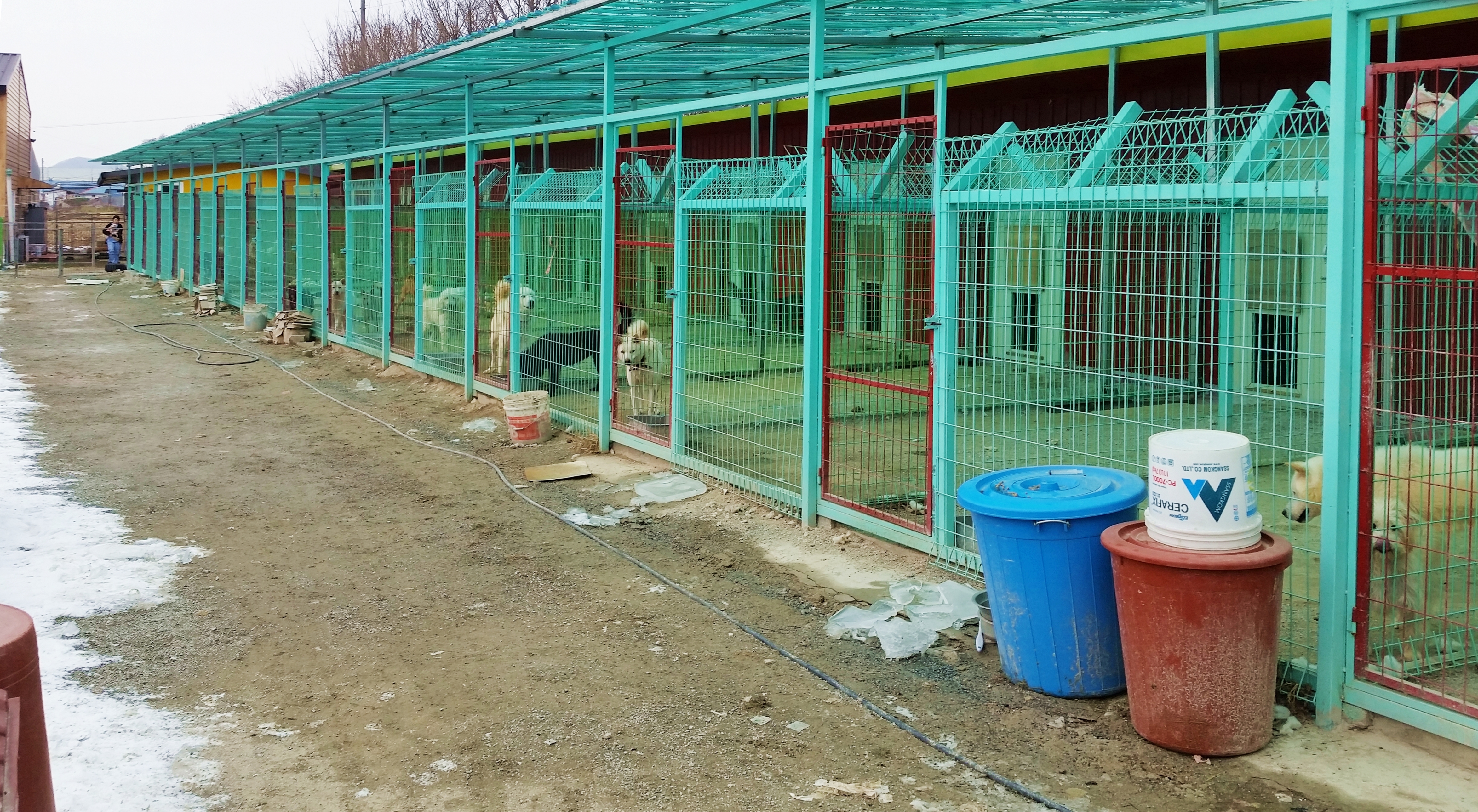 300마리가 넘는 유기견을 보호하고 있는 행강사