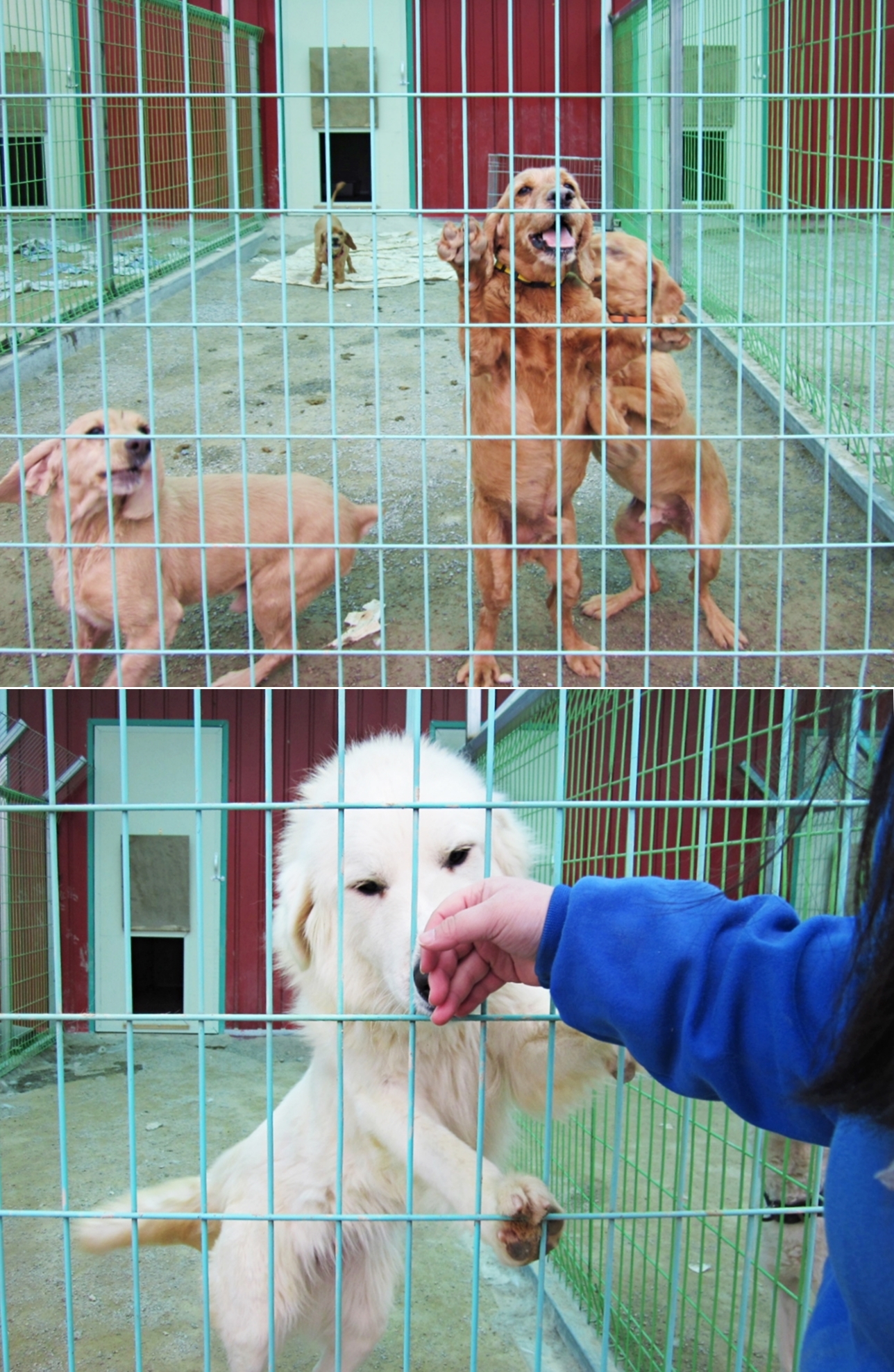 견사에서 사람을 보면 데려가 달라고 애교부리는 강아지들