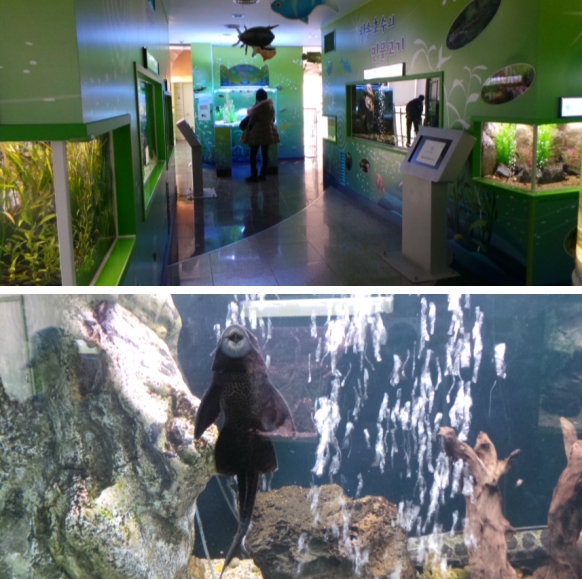 3층 어류 전시실에서는 수조를 청소하는 물고기를 볼 수 있다.