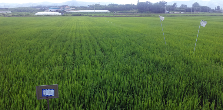 경기도농기원, 전국 유일 유기농 벼 종자 37톤 공급 이미지