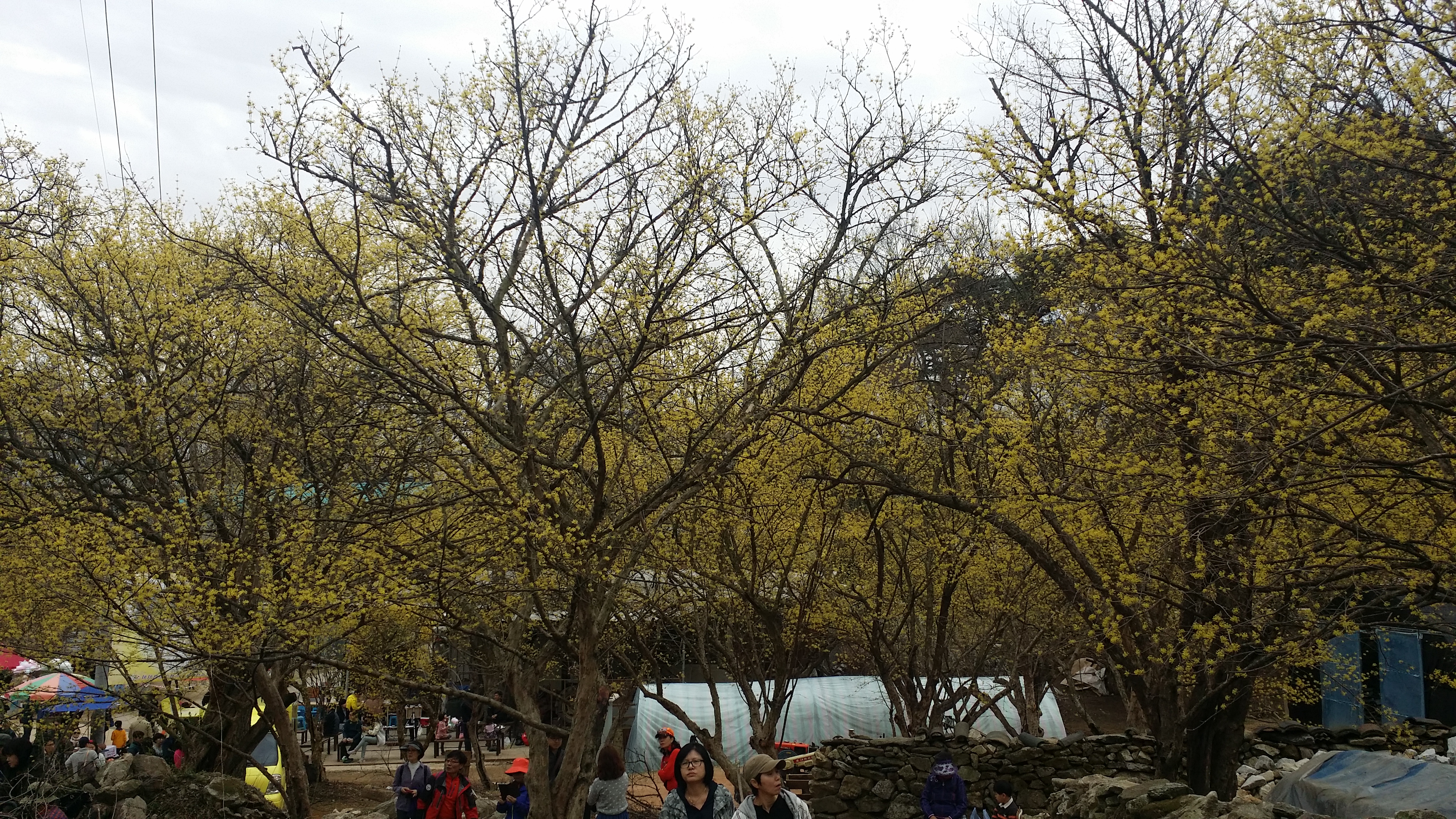 싱그러운 봄의 시작, 이천백사산수유꽃축제 이미지