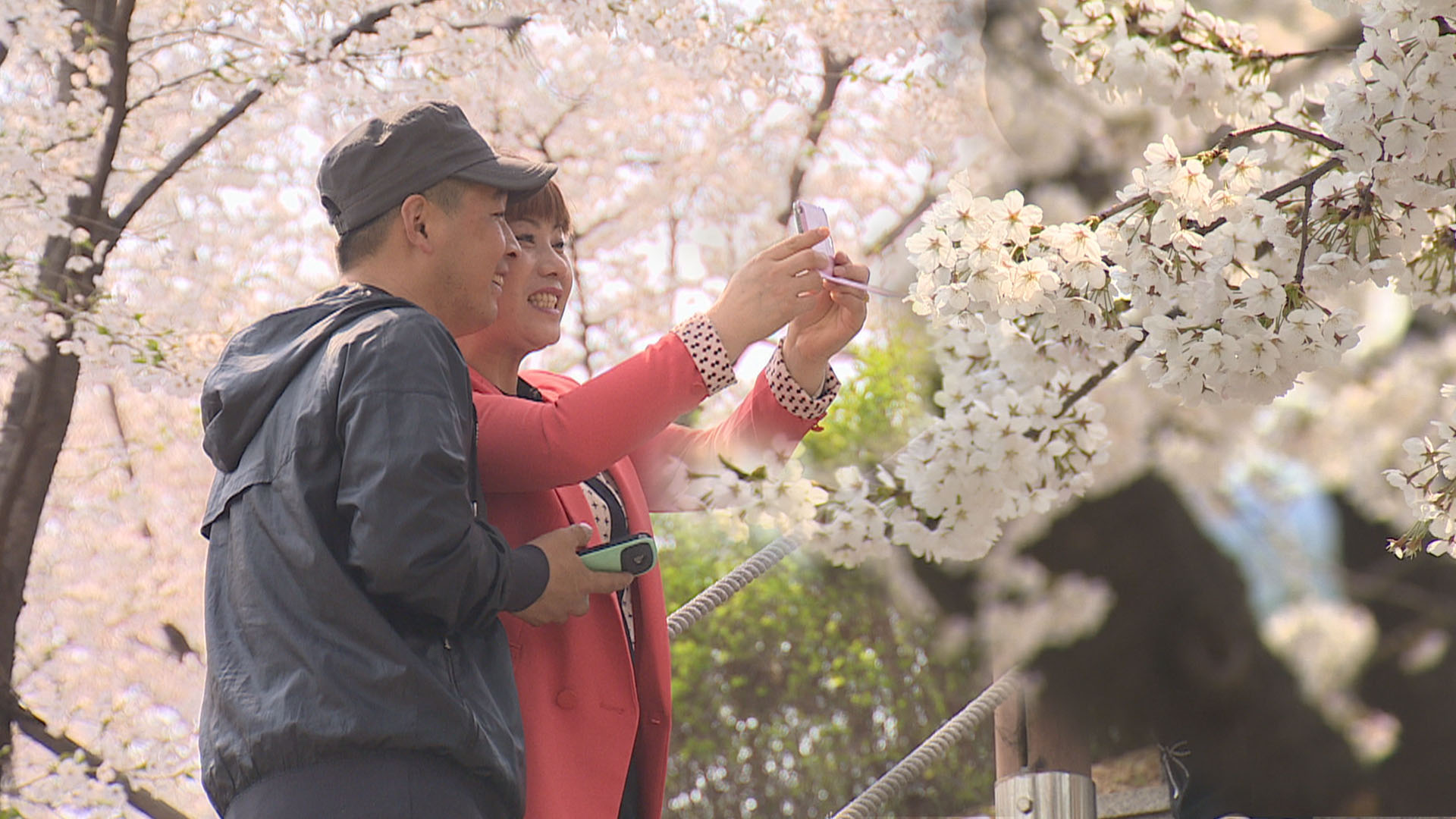 도청 벚꽃축제 10일부터 이미지