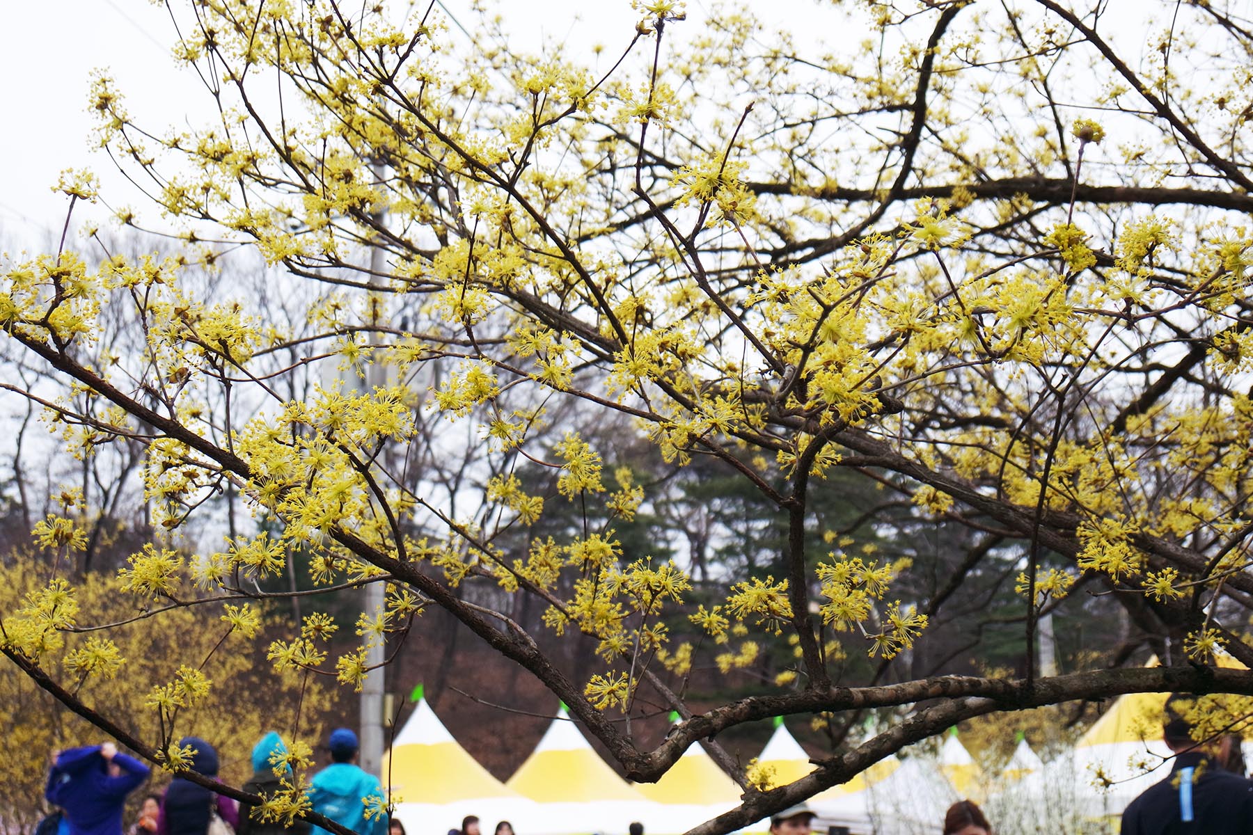 이천백사산수유꽃축제, 봄을 노랗게 빛내다! 이미지