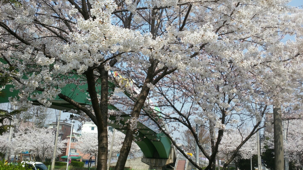 4월의 봄날을 제대로 즐기는 방법 &#8211; 제4회 감골 벚꽃축제 이미지