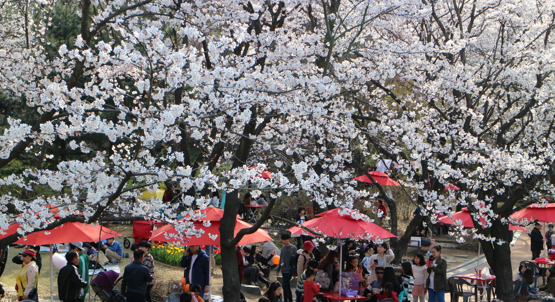의왕시청 벚꽃을 즐기는 시민들