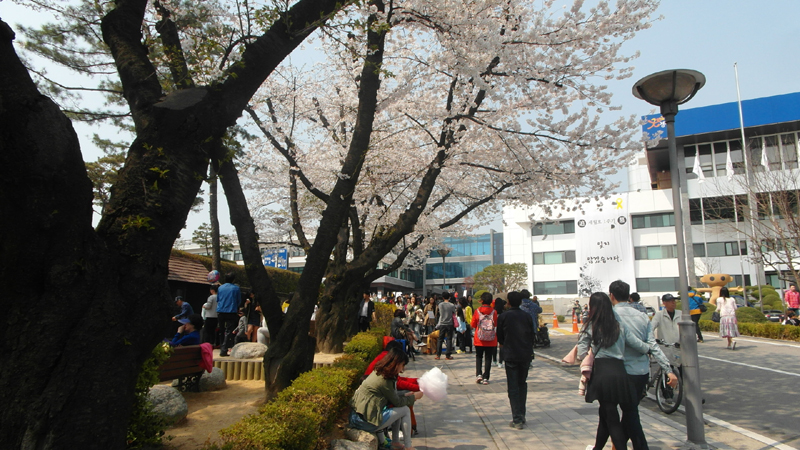 `봄` 하면 벚꽃, 경기도청 벚꽃축제 이미지