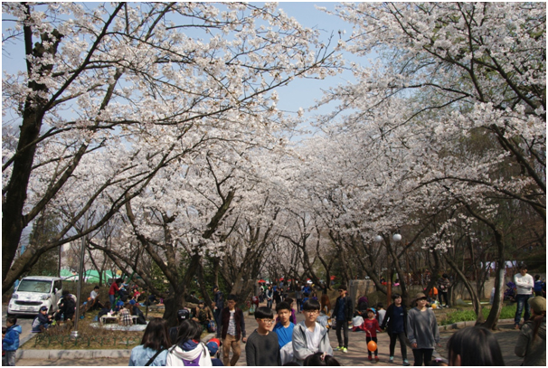 의왕시청 벚꽃 길을 걷고 있는 시민들 