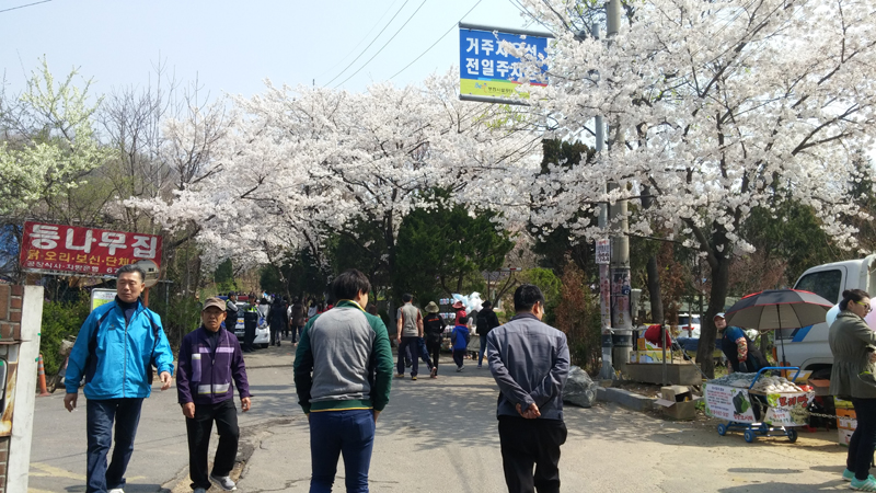 벚꽃동산으로 올라가는 길에도 벚꽃이 만개해있다.