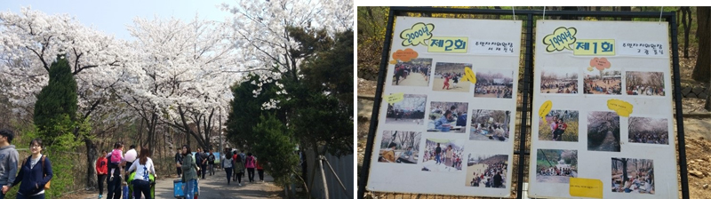 많은 사람들이 벚꽃동산을 올라가고 있다.(왼쪽) 제1회, 제2회 벚꽃축제를 사진으로 보여주고 있다.(오른쪽)