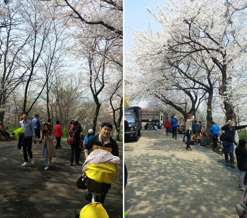 벚꽃동산을 올라가는 사람들(왼쪽), 벚꽃동산의 정상(오른쪽)