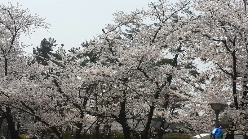 벚꽃이 만발한 경기도청.