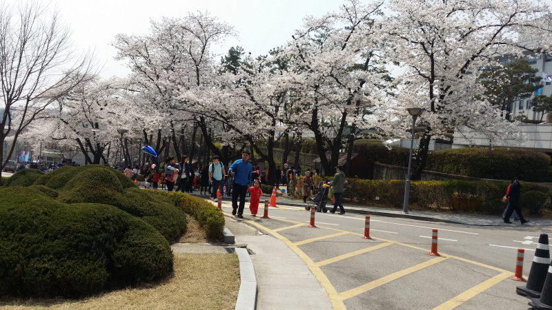 경기도청 벚꽃 산책로를 따라 걷고 있는 사람들.