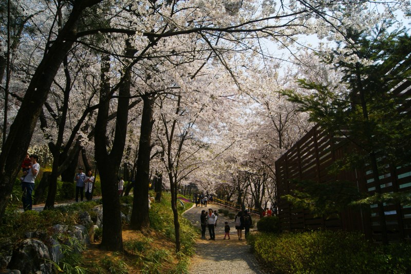 내년이 더욱 기대되는 경기도청 벚꽃축제 이미지