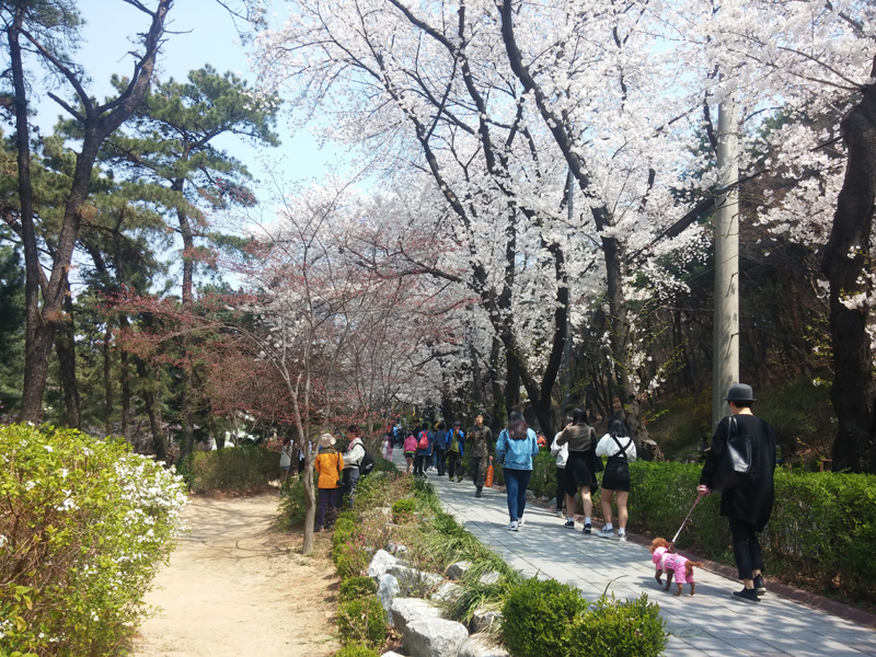 시민들이 벚꽃 길을 걸으며 봄기운을 만끽하고 있다.