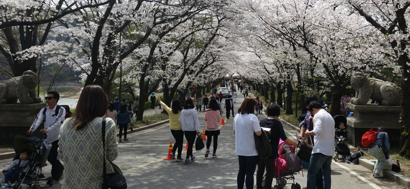 한낮의 연분홍 빛이 춤추다&#8729;&#8729; 2015 용인에버 벚꽃축제 이미지