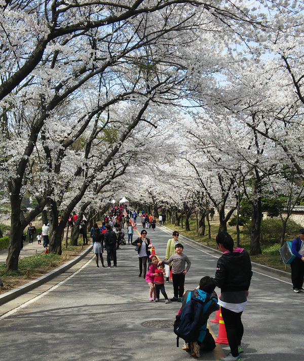 민.관.군이 함께했던 2015 용인에버 벚꽃축제 이미지